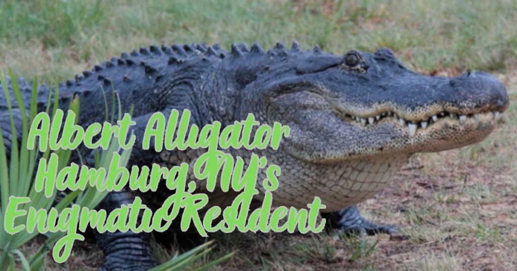 Secrets of Albert Alligator: Hamburg, NY's Enigmatic Resident Revealed!